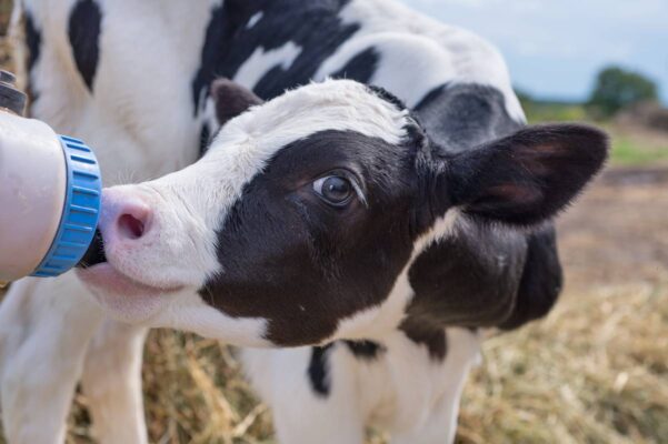 A Trouw Nutrition destaca, no Simpósio Alta Cria 2023, a importância dos cuidados iniciais na criação de bezerras "Os cuidados recebidos pelos animais nas...