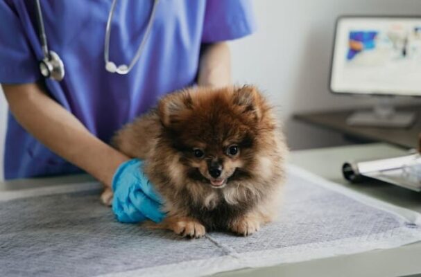 O câncer de mama – ao contrário do que muita gente pensa – não afeta apenas humanos. Segundo o Conselho Federal de Medicina Veterinária (CFMV), essa...