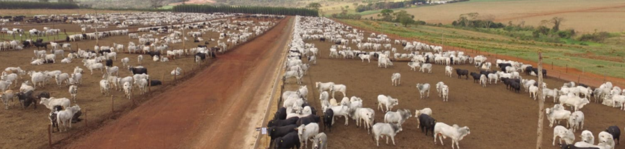 Os parasitas são grandes inimigos da produtividade na pecuária, podendo reduzir em até 20% o peso vivo do animal, ou seja, até 60 kg por ano. Juntos, vermes...