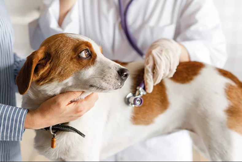 Doenças hepáticas. O fígado desempenha um papel fundamental na manutenção da saúde dos animais.