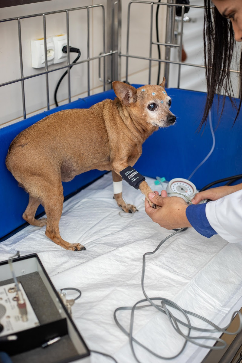 Pet idoso - À medida que a medicina veterinária avança, os cuidados com animais de estimação idosos estão se tornando cada vez mais especializados e seguros...