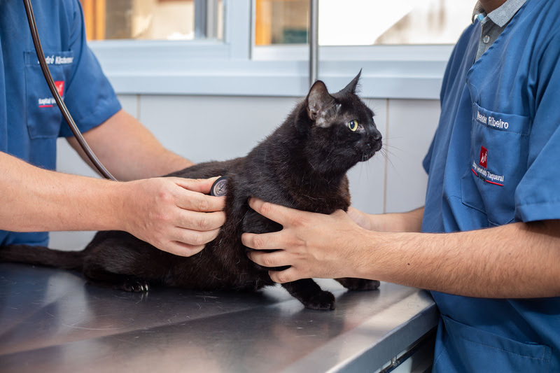 Pet idoso - À medida que a medicina veterinária avança, os cuidados com animais de estimação idosos estão se tornando cada vez mais especializados e seguros...