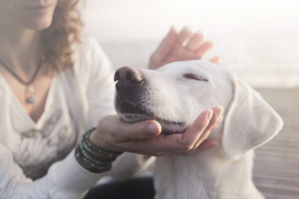 O novo curso traz a a importância do bem-estar animal. Não é novidade que o número de animais domésticos no Brasil é um dos maiores do mundo, estando entre os três países no ranking mundial.