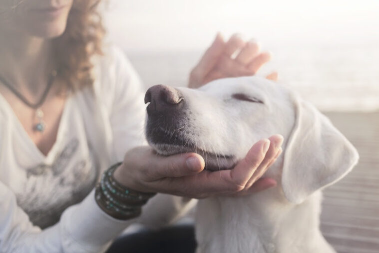 O novo curso traz a a importância do bem-estar animal. Não é novidade que o número de animais domésticos no Brasil é um dos maiores do mundo, estando entre os três países no ranking mundial.