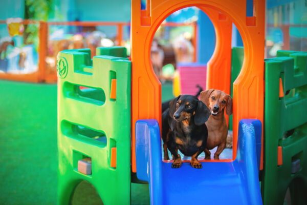 À medida que as festas de fim de ano se aproximam, muitos donos enfrentam a questão crucial de como garantir o bem-estar de seus queridos pets durante as...