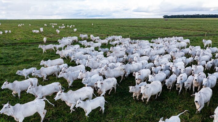 As chuvas são essenciais para atividade agropecuária, no entanto, a interação da água com os suplementos minerais linha branca pode causar perda da qualidade...