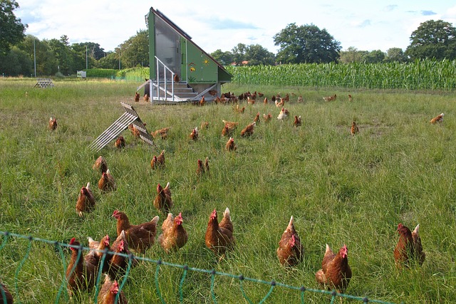 No dia 22 de agosto, quinta-feira, a Alianima , organização sem fins lucrativos dedicada a promover melhorias de bem-estar animal nas cadeias produtivas, irá...